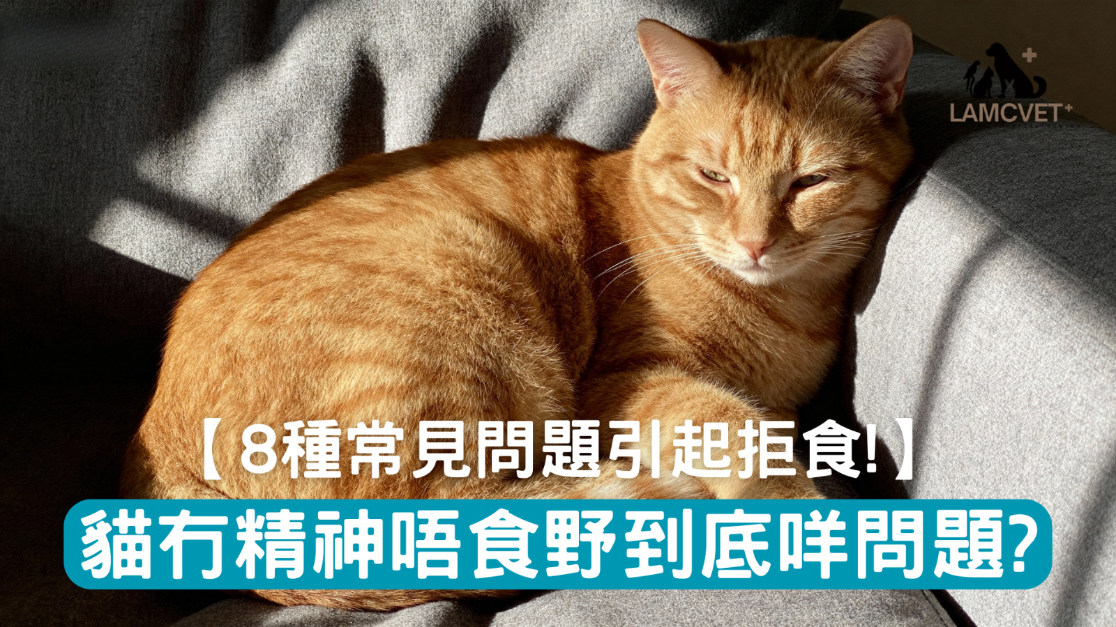 貓咪食慾不振精神不佳常見原因 - 萊奧動物醫療中心